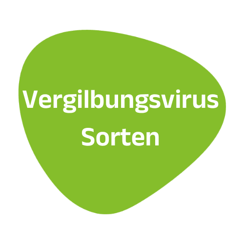 Vergilbungsvirus-Sorten