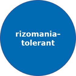Bild für Kategorie Rizomania-Sorten